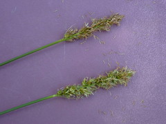 Carex densa