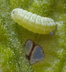 Satyrium calanus