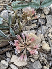 Trifolium gymnocarpon