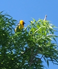 Icterus cucullatus