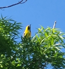 Icterus cucullatus