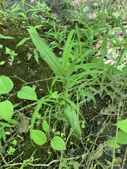 Platanthera lacera