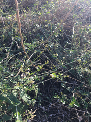 Commicarpus plumbagineus