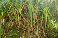 Pandanus tectorius