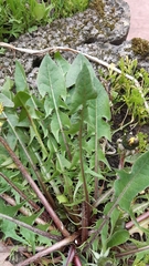 Taraxacum incisiforme