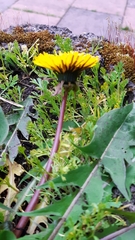 Taraxacum incisiforme