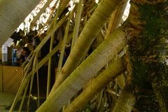 Pandanus tectorius