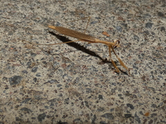 Bistanta mexicana