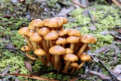 Pholiota malicola