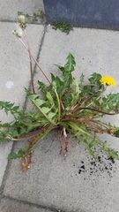 Taraxacum piceatum