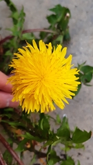 Taraxacum piceatum