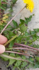 Taraxacum piceatum
