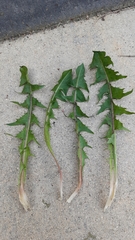 Taraxacum piceatum