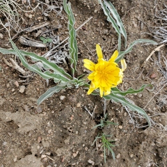 Nothocalais cuspidata