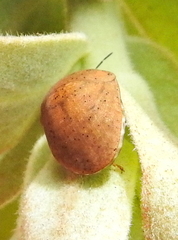 Steganocerus multipunctatus