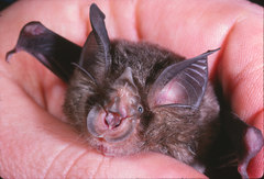 Smaller Horseshoe Bat photo 3