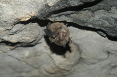 Smaller Horseshoe Bat photo 4