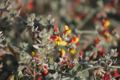 Acmispon distichus