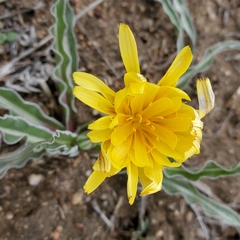 Nothocalais cuspidata