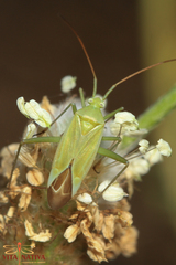 Thiomiris sulphureus