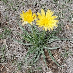 Nothocalais cuspidata