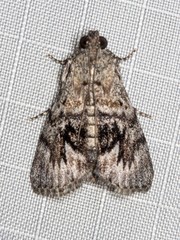Enchesphora streptomela