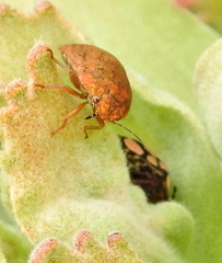 Steganocerus multipunctatus