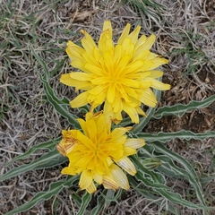Nothocalais cuspidata