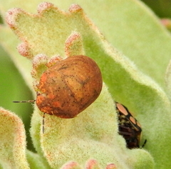 Steganocerus multipunctatus