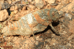 Ocnerodes fallaciosus