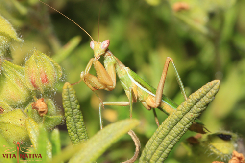 European Dwarf Mantis, photo 9 of 10
