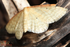 Idaea lutulentaria