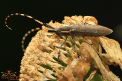 Agapanthia annularis