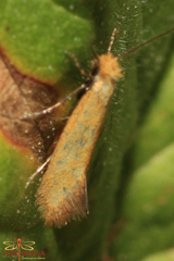 Reisserita chrysopterella