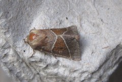 Lemmeria digitalis