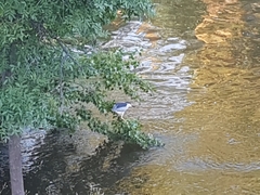 Nycticorax nycticorax