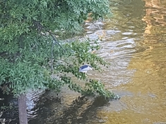 Nycticorax nycticorax