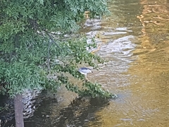 Nycticorax nycticorax