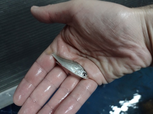 La Plata croaker (Pachyurus bonariensis) — Sciaenidae — 5