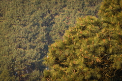 Pinus montezumae