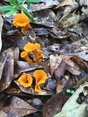 Craterellus odoratus