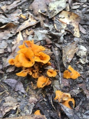 Craterellus odoratus