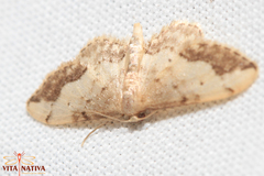 Idaea efflorata