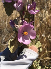 Malacothamnus hallii