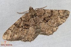 Peribatodes ilicaria