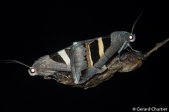 Grammodes geometrica