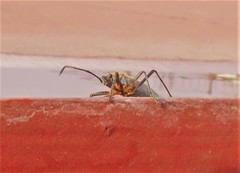 Stenomacra marginella