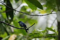 Cerulean Paradise-Flycatcher photo 2