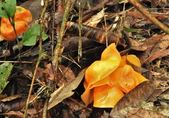Hymenogloea papyracea
