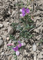 Lathyrus brachycalyx